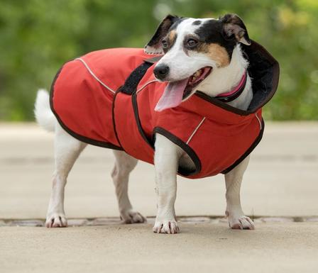 All Weather Dog Coat