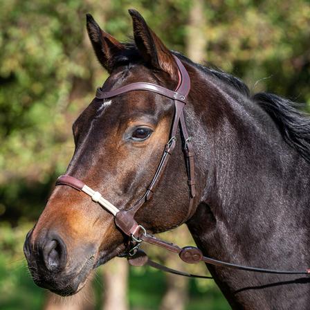 Bitless Bridle