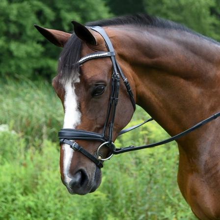 Pace Bridle