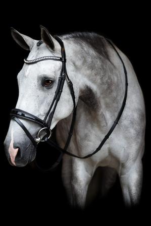 Pace Bridle - Patent