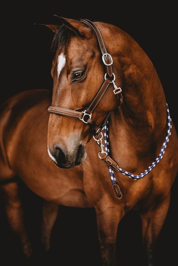 Classic Leather Halter