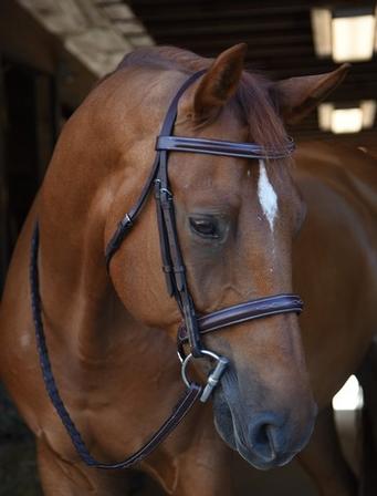 Poppy Hunter Bridle with Reins