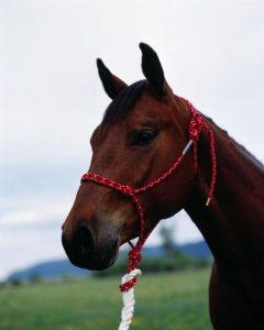 #100 Series Halter