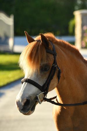 Fancy Stitch Padded Pony Bridle