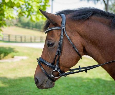 Diamonte Dressage Bridle