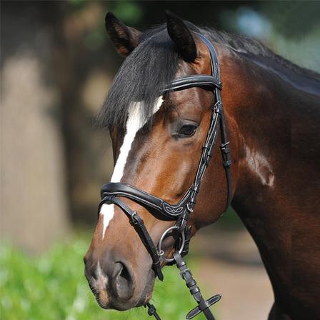 Bridle 