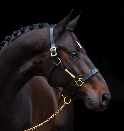 Amigo® Padded Leather Halter