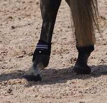 Adepto Fetlock Boots