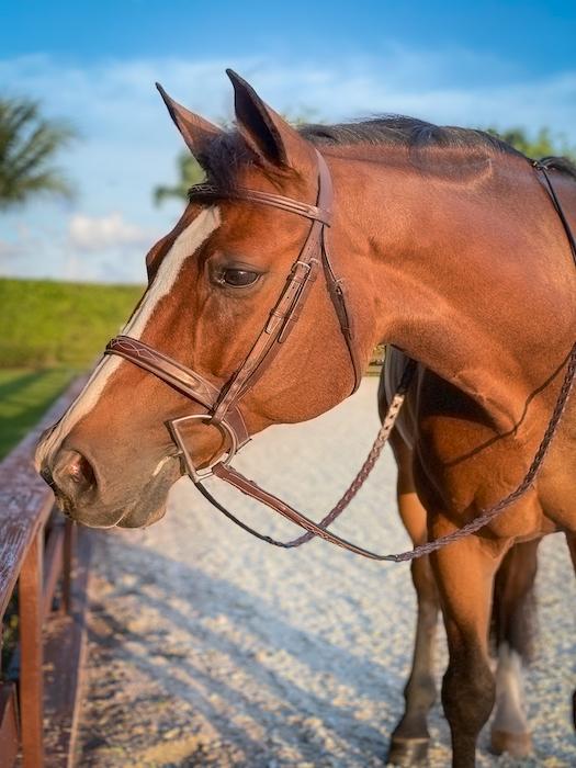 Heritage Wide Caveson Bridle