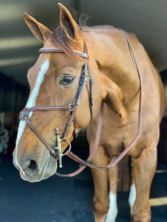 Heritage Fancy Stitched Figure Eight Bridle