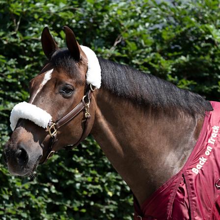 Fleece Halter Cover