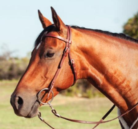 Stitched Harness Headstall
