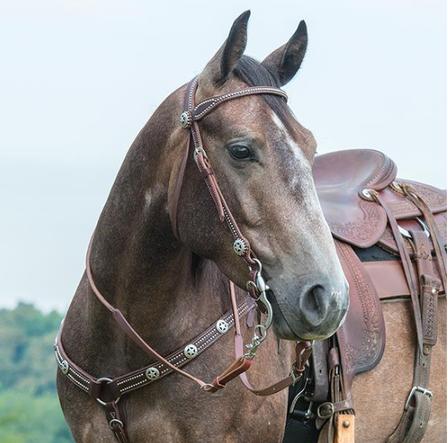 Texas Star Breast Collar