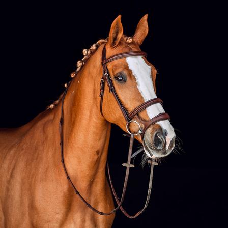 Perth Anatomic Bridle