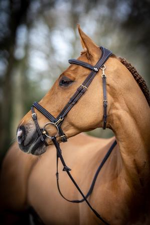 Work Bridle