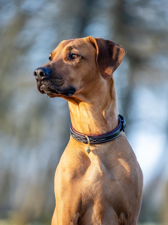  Windsor Dog Collar