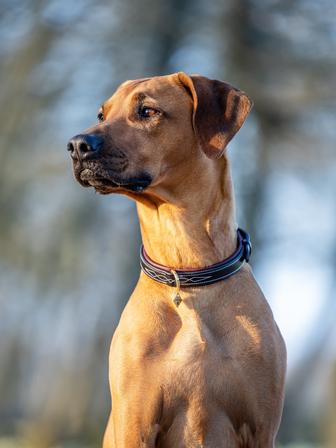 Windsor Dog Collar