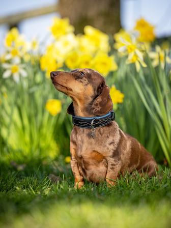 Windsor Dog Collar