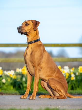 Windsor Dog Collar