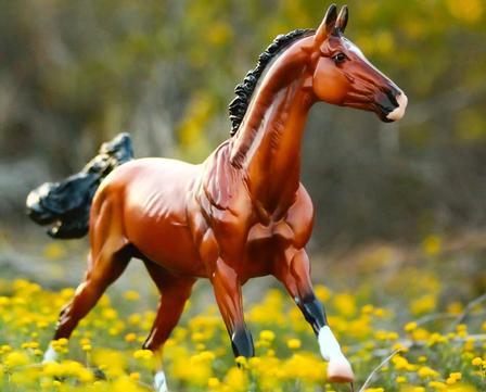 Adamek - Akhal-Teke