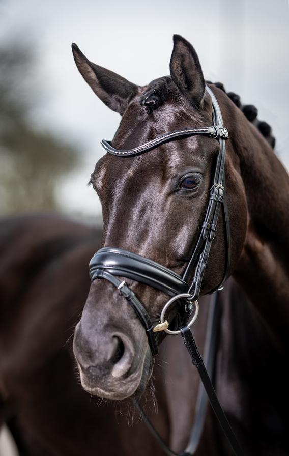 Classic Dressage Bridle