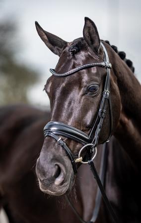 Classic Dressage Bridle