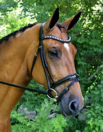 Stride Dressage Bridle