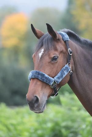 Breakaway Fleece Lined Headcollar BLACK