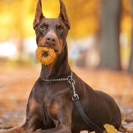 Nothin' To Hide Bagels Rawhide Alternative - Peanut Butter Flavor