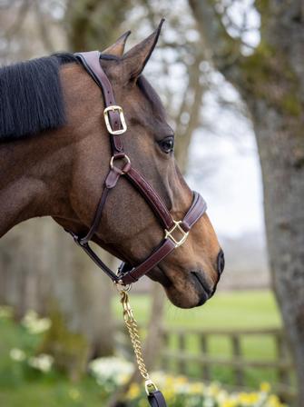 Stitched Leather Headcollar