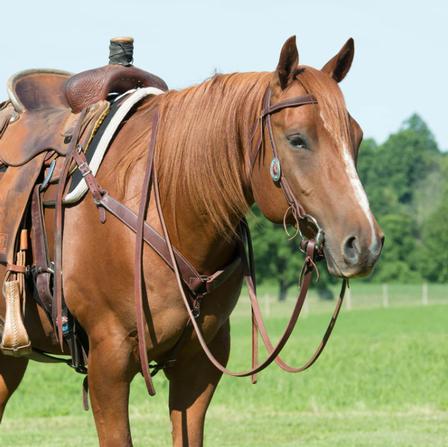 Working Tack Breast Collar