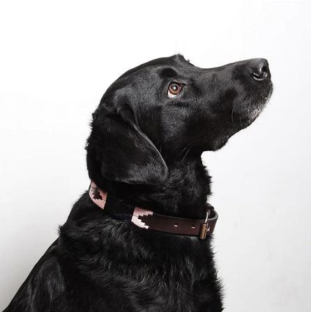 Hermoso Dog Collar