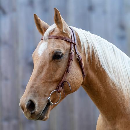 Velociti Browband Headstall LIGHT_OIL