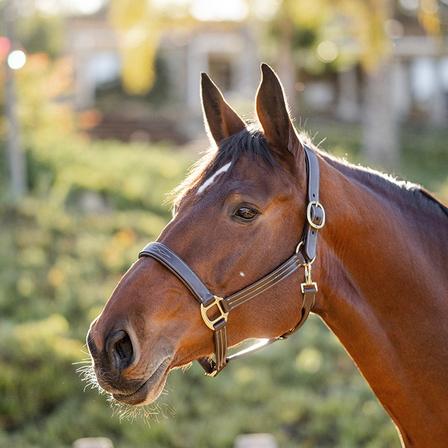 Stewart Padded Leather Halter