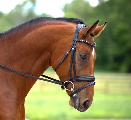 Olympian Dressage Bridle