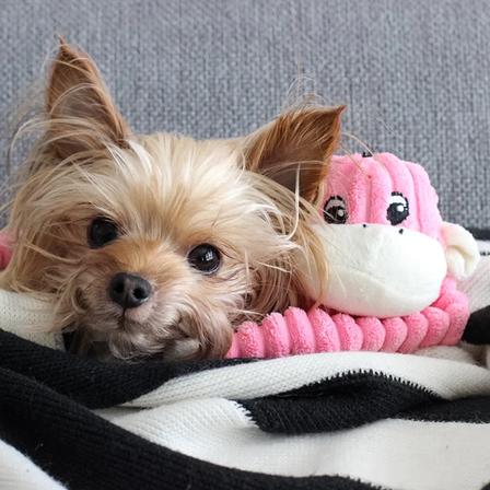 Spencer the Crinkle Monkey