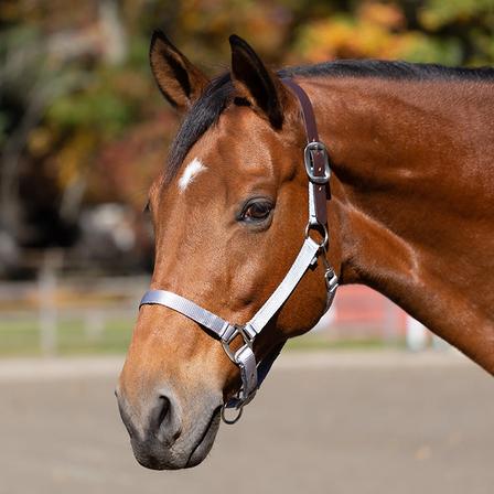 Loki Breakaway Halter