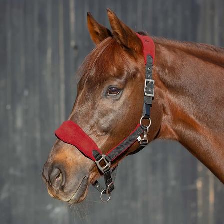 Saga Fleece Padded Breakaway Halter BLACK/RED