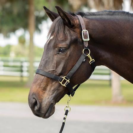 Jarl Premium Breakaway Halter