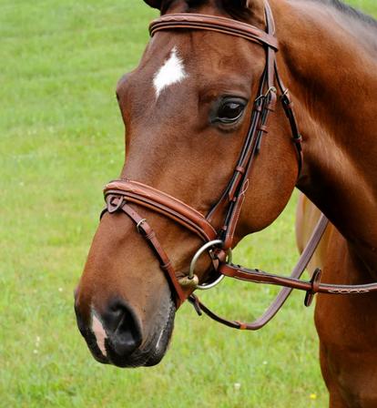 Starman Bridle with Reins