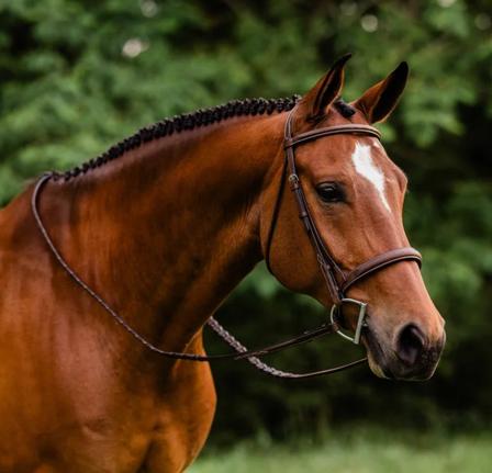Stealth Bridle with Laced Reins BROWN
