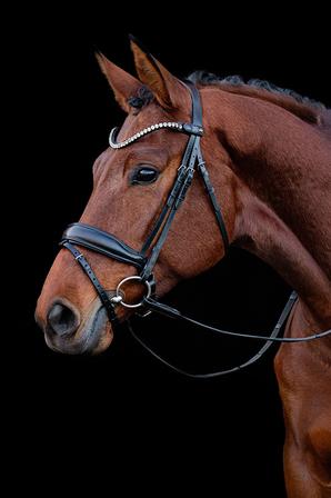Siena Bridle
