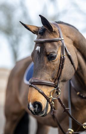 Kudos Competition Flash Bridle | Havana HAVANA