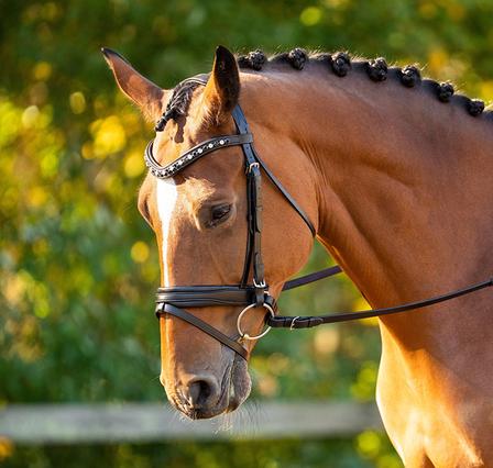 Daphne Dressage Bridle BLACK