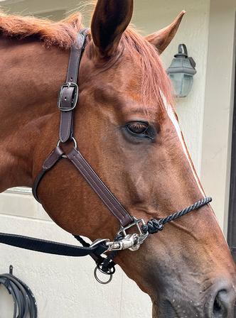 Happy Horse Hybrid Halter