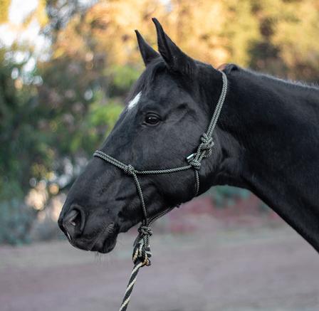 ARMA Rope Halter & Lead Set BLACK/TAN