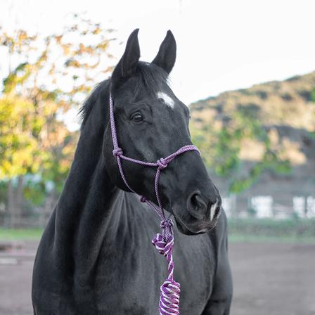 ARMA Rope Halter & Lead Set BURGUNDY/TAN