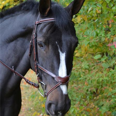 KL Italia Chase Figure 8 Bridle
