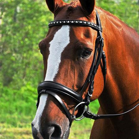 Red Barn Cadence Dressage Bridle