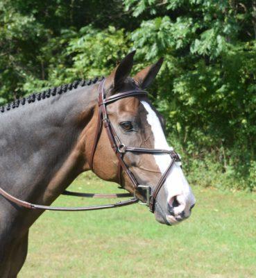 Red Barn Equinox Figure 8 Bridle